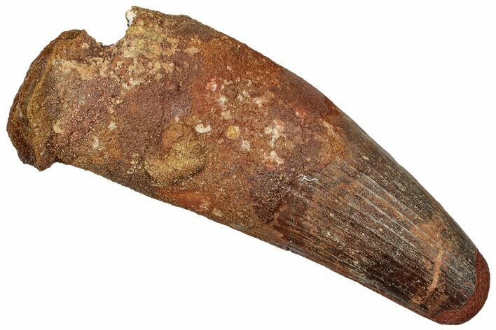 Real Spinosaurus Tooth - Massive Tooth With Feeding Wear #314728